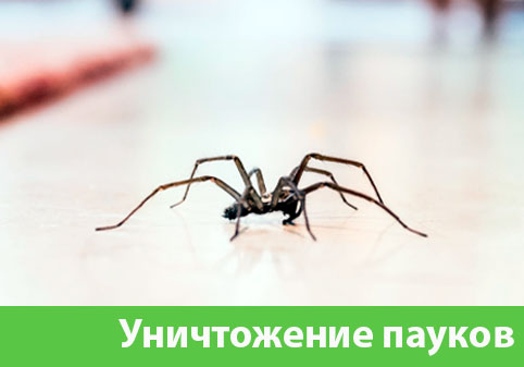 Избавиться от пауков в городе Асбест