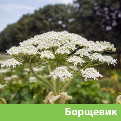 Борщевик в Асбесте