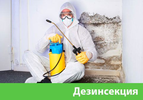 Дезинсекция в городе Асбест