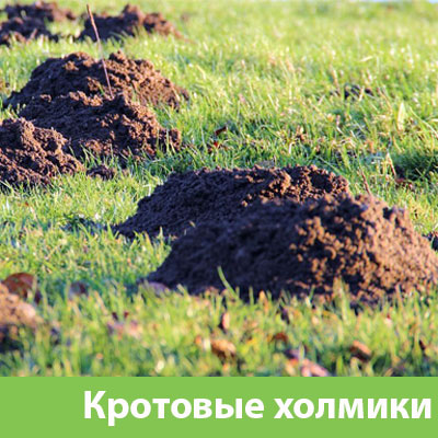 Кроты на участке в Асбесте