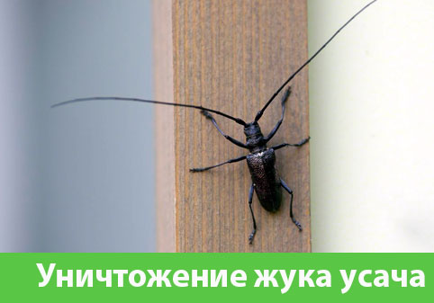 Обработка от жука усача в городе Асбест