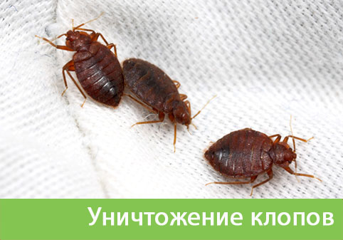 Уничтожение клопов в городе Асбест