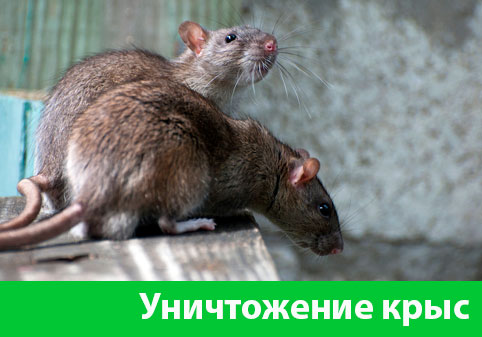 Уничтожение крыс в городе Асбест