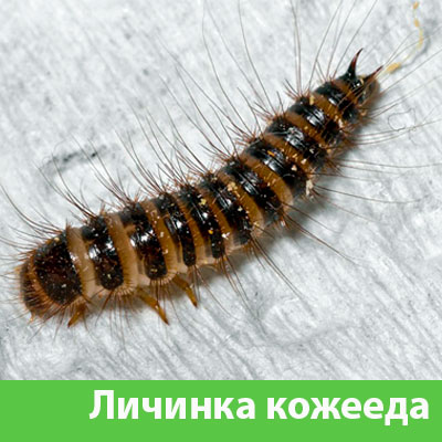 Личинка Кожееда в Асбесте