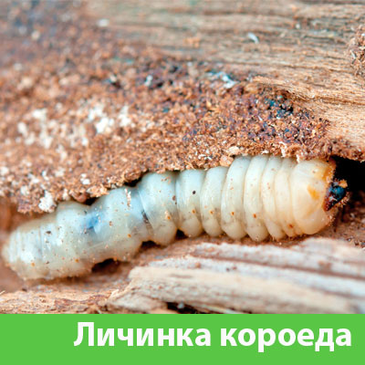 Уничтожение личинок короеда в Асбесте