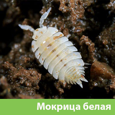 Мокрица в Асбесте фото