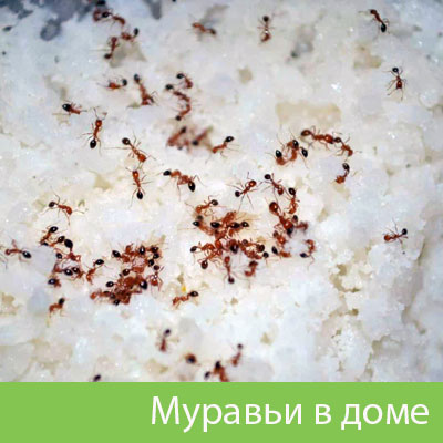 Муравьи в доме в Асбесте