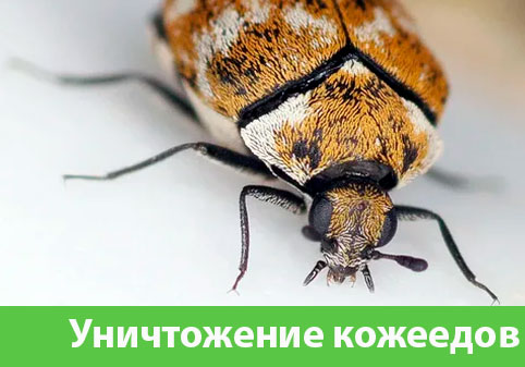 Обработка от кожееда в городе Асбест 