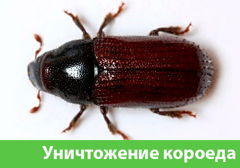 Обработка от короеда в городе Асбест
