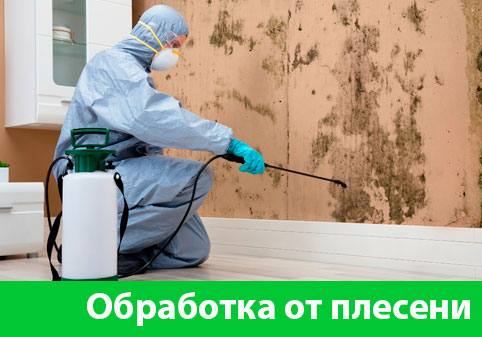 Обработка от плесени в городе Асбест