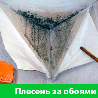Удаление плесени в Асбесте