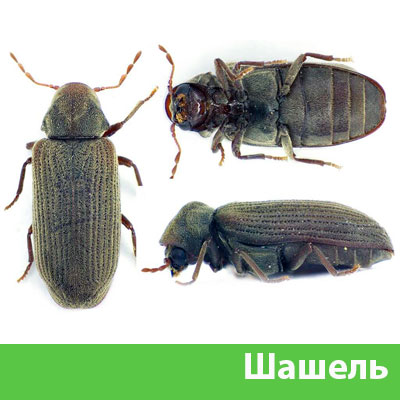 Обработка от шашеля в городе Асбест