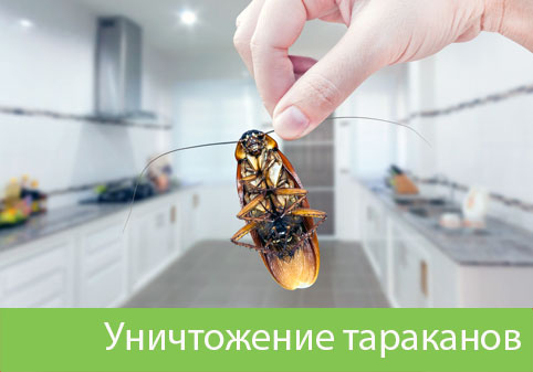 Уничтожение тараканов в городе Асбест