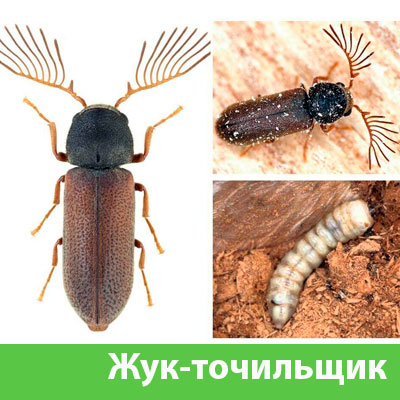 Уничтожение точильщика и личинок в Асбесте