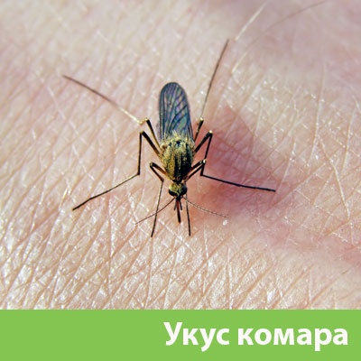 Укусы комаров в Асбесте
