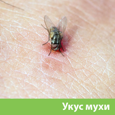 Уничтожение мух в Асбесте