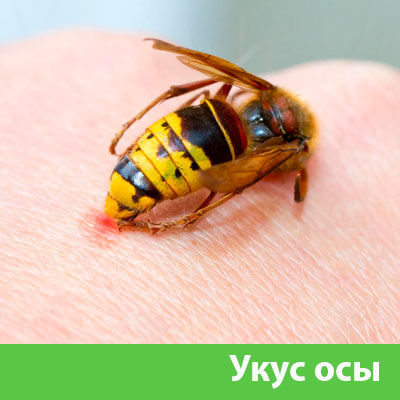 Профессиональное уничтожение ос и шершней в Асбесте