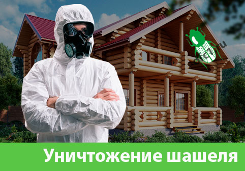 Уничтожение шашеля и личинок в Асбесте