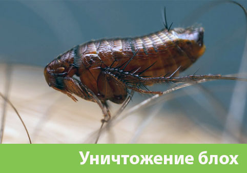 Уничтожение блох в городе Асбест