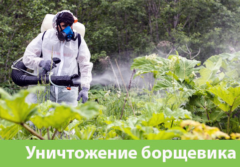 Уничтожение Борщевика в городе Асбест