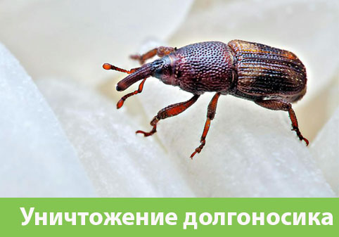 Уничтожение долгоносиков в городе Асбест