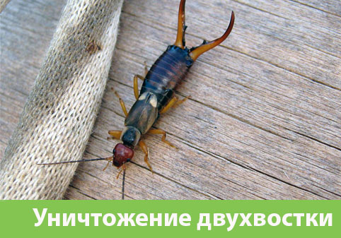 Уничтожение двухвостки в городе Асбест