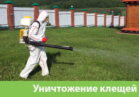 Уничтожение клещей в городе Асбест
