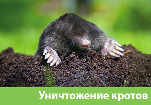 Уничтожение кротов в городе Асбест