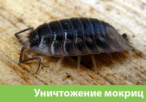Мокрицы в квартире в городе Асбест