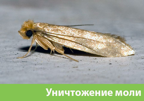 Уничтожение моли в городе Асбест 