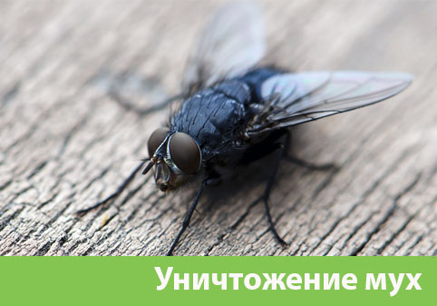 Уничтожение мух в городе Асбест