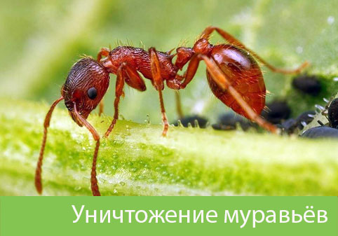 Уничтожение муравьёв в городе Асбест