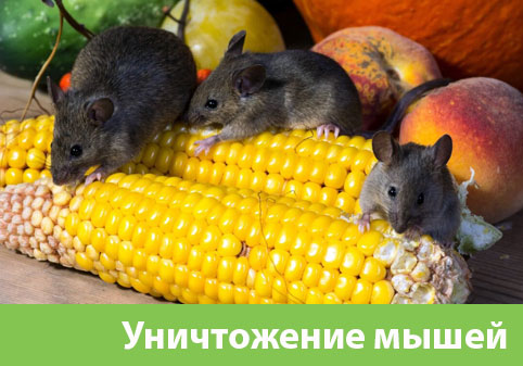 Уничтожение мышей в Асбесте