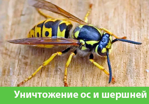 Уничтожение ос и шершней в городе Асбест