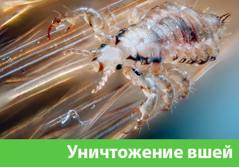 Уничтожение вшей в городе Асбест
